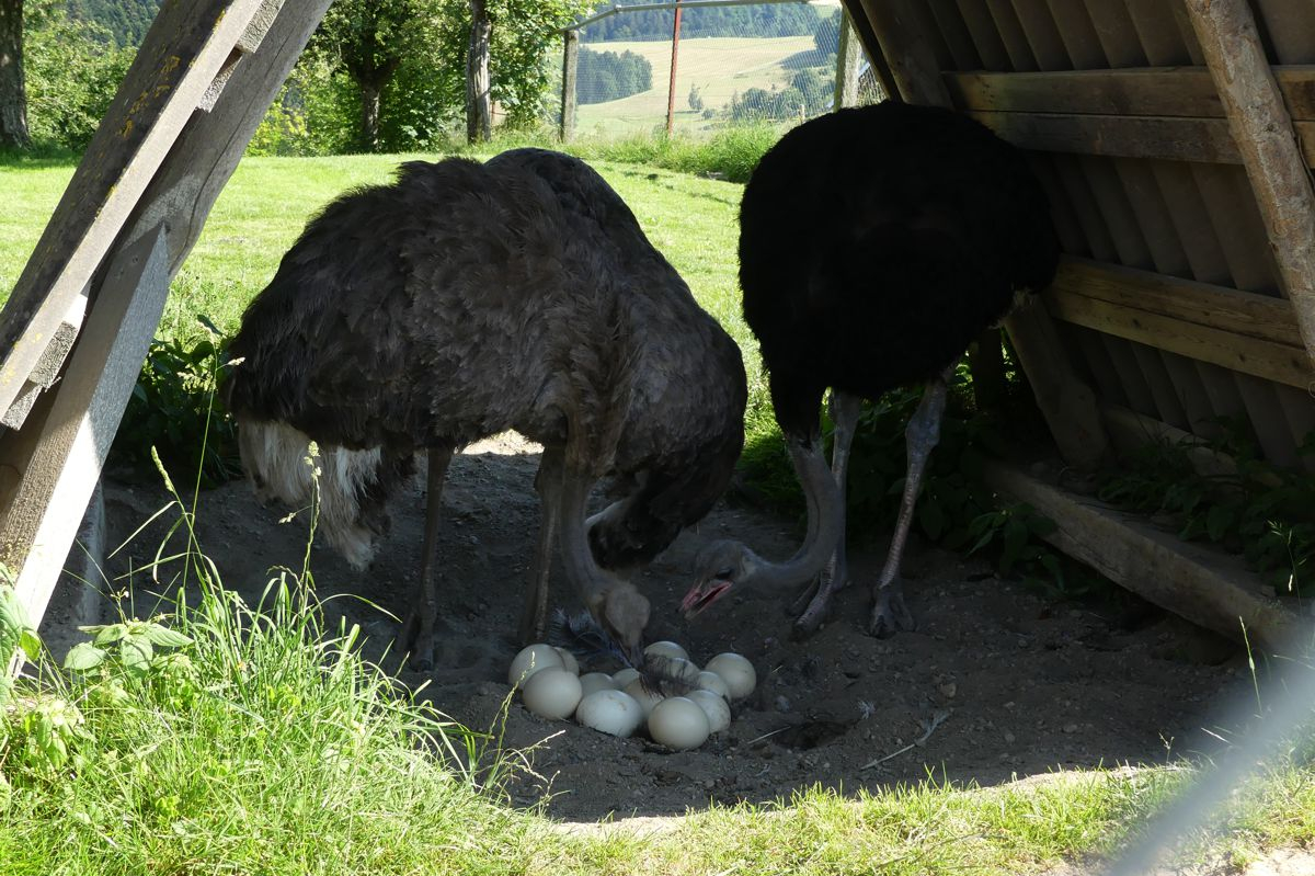 Straussenpaar mit Eier