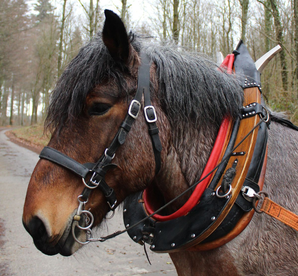 Fuhrkummet zum Holzrücken